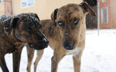 Sherry Woodard: Introducing Dogs to Each Other