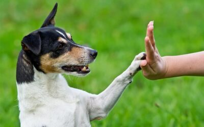 Sherry Woodard: Teaching Your Dog Basic Cues