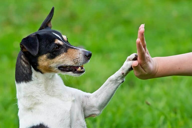 dog high five person