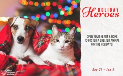 Holiday Heroes: Foster for the Holidays