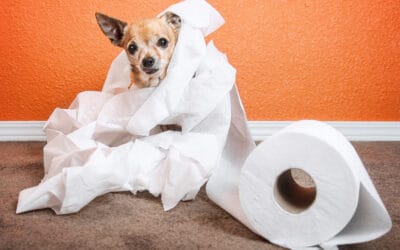 Sherry Woodard: Housetraining a Dog