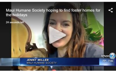 KHON2: Maui Humane Society hoping to find foster homes for the holidays