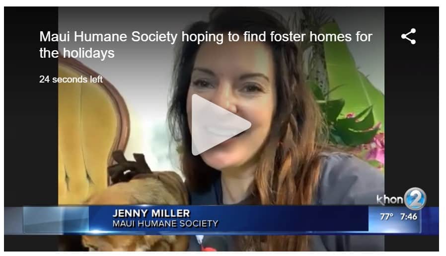 Jenny-MauiHumaneSociety Jenny Miller