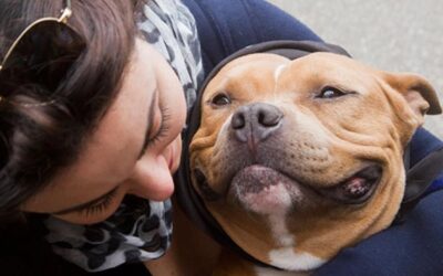 Sherry Woodard: Bringing a New Dog Home: Preventing Problems