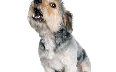 Sherry Woodard: Stop Dog Barking