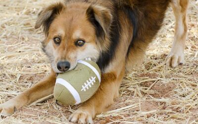 Sherry Woodard: Dog Body Language