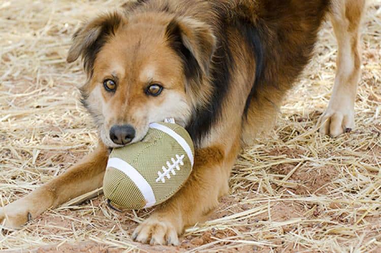 dog bowing showing play body language