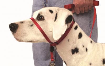 Sheer Woodard: Dog Head Halters