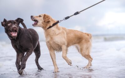 Denver Dumb Friends League: Understanding Reactivity in Dogs