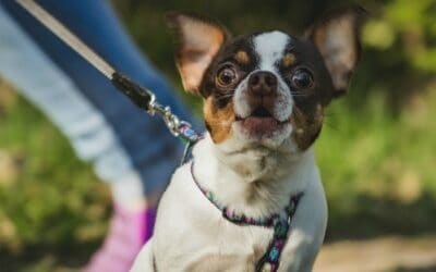 ASPCA: Dogs who are Reactive on Leash