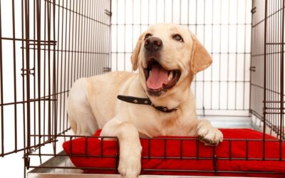 Best Friends Animal Society: How to Crate Train Your Dog