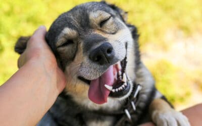 Relationship-Based Dog Training: Benefits by Best Friends’ behavior consultants.