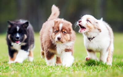 The Perfect Puppy in 7 Days. By Dr. Sophia Yin.