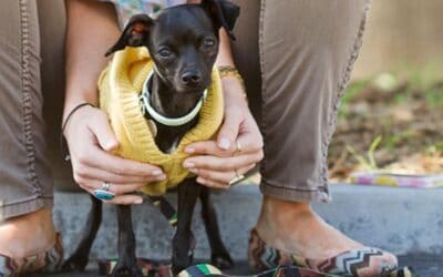 Sherry Woodard: Separation Anxiety in Dogs