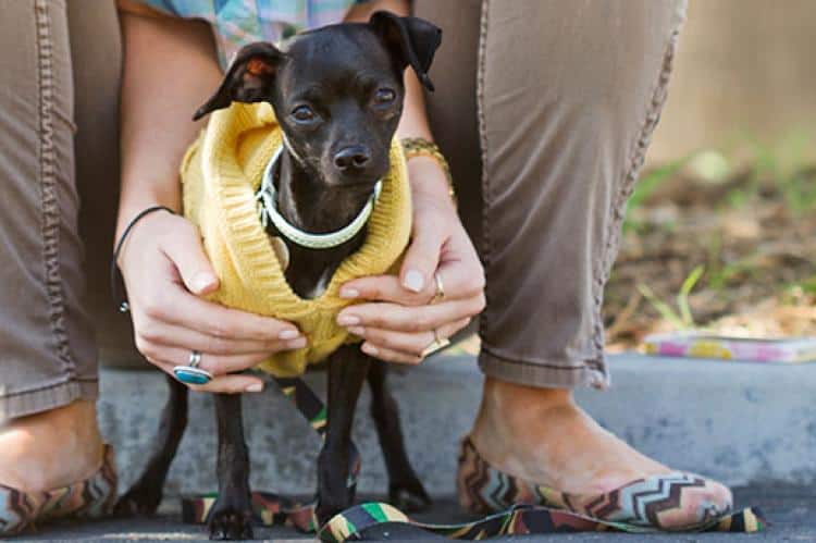 separation anxiety dog in sweater