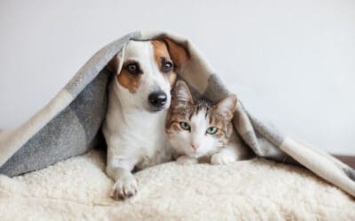 Denver Dumb Friends League: Stress Relief for your Pet