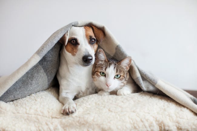 dog and cat cuddling under blanket