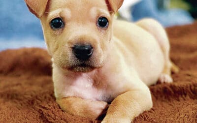 Honolulu Star Advertiser: More Pets Left Behind During Pandemic