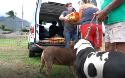 Maui Humane Society Receives ASPCA Relief & Recovery Grant