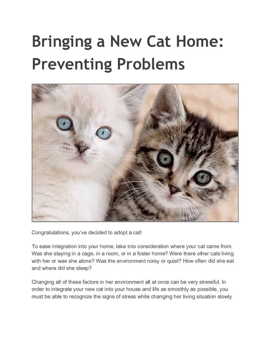 Bringing-a-New-Cat-Home_-Preventing-Problems