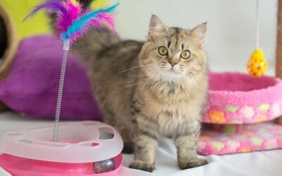 Cat Enrichment: Enrichment Rainbow