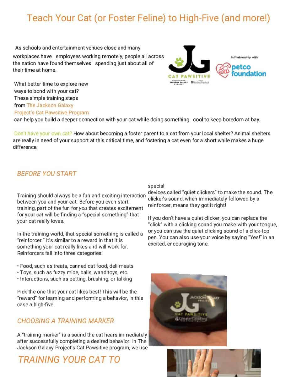 Cat-Pawsitive-Training-At-Home