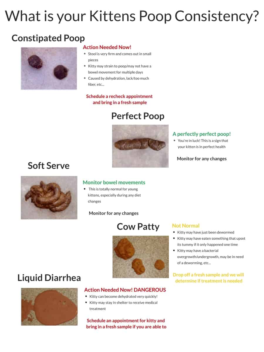 Kitten-Poop-Consistency