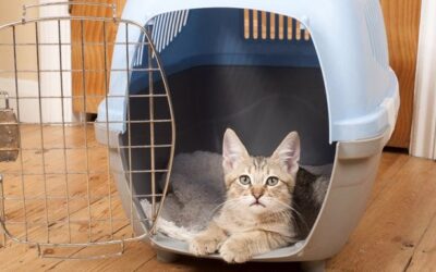 ASPCA: Teaching Your Cat to Ride in Carriers