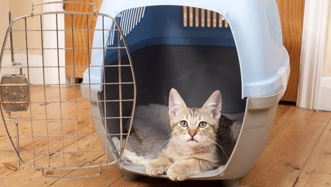 Teaching-Your-Cat-to-Ride-in-a-Carrier cat in carrier