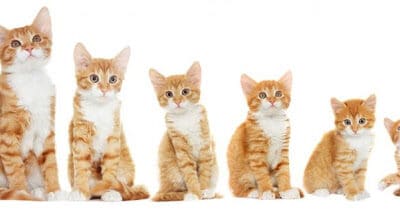 Helpful Charts: What to do if you find kittens?