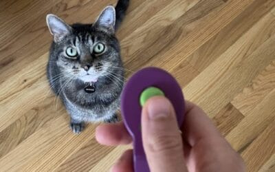 Jackson Galaxy: Clicker Training Basics