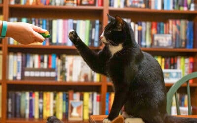 Jackson Galaxy: Teach Your Cat to High-Five (and more!)