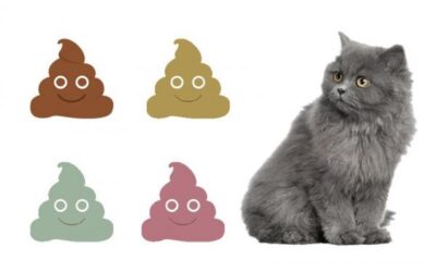 What is Your Kitten’s Poop Consistency?