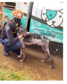 maui-humane-society-blog-3-286x360 (1) Officer Riggs with Dog Riggs