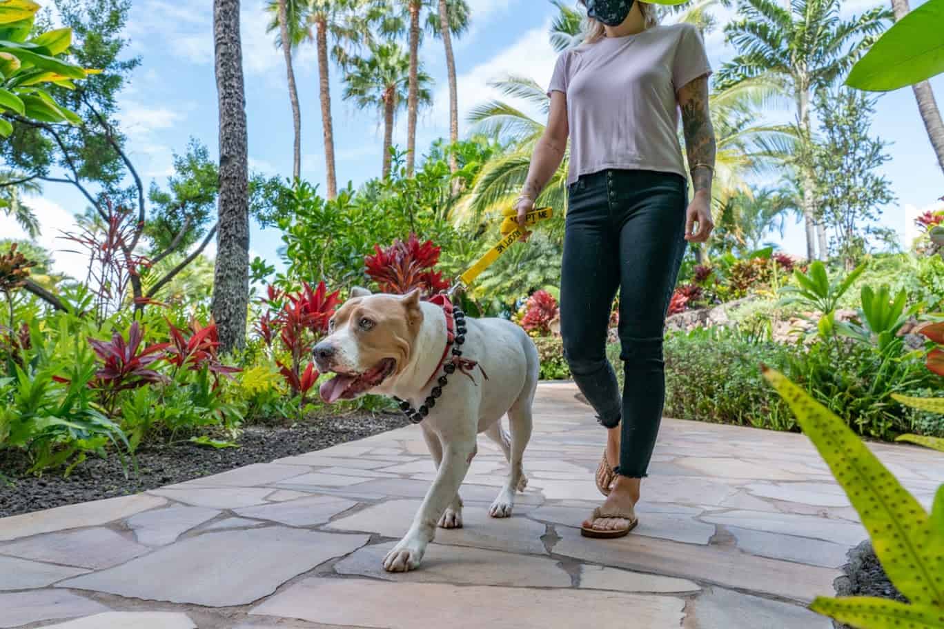 Pit mix dog walks with a model through a tropical environment at a luxury Maui resort