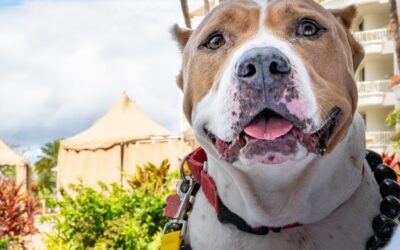 Travel and Leisure: These Hawaiian Shelter Dogs Are Getting a Night at Maui’s Best Resorts — Here’s How You Can Win a Stay With Them