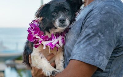 New York Post: Hawaiian Resorts Are Hosting Shelter Dogs That Guests Can Win a Stay With