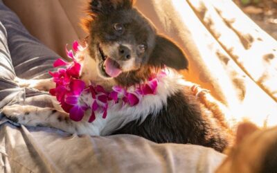 Fox News: Hawaiian Resorts Are Hosting Shelter Dogs That Guests Can Win a Stay With: ‘Wags to Riches’