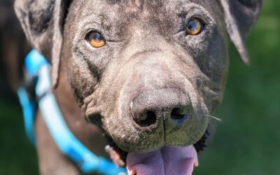 Maui Now: Reduced Adoption Fees During Maui “Empty the Shelter” Event