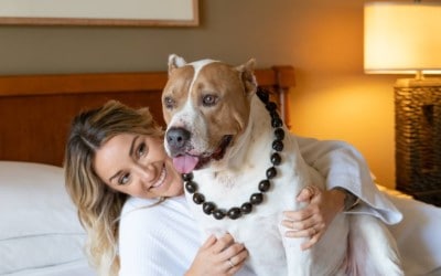 KITV: 3 lucky Maui Humane Society shelter dogs to go from ‘Wags to Riches’