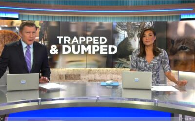 Hawaii News Now: Maui Humane Society urges residents to stop ‘trapping and dumping’ cats