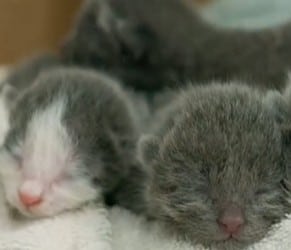 KHON2: Maui Humane Society Launches Empty the Shelters Campaign