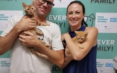 KHON2: Maui Humane Society’s Empty the Shelters Event Finds Homes for 40 Pets; More Pets Still Need Adoption