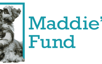 Globe Newswire: Over 10,000 Dogs and Cats Reunited with Their Families Thanks to Nationwide Return to Home Grants Challenge