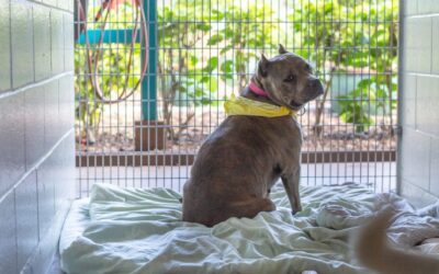Maui Humane Society Desperately Needs Foster Homes for Dogs