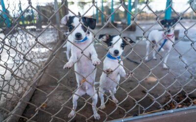 KITV4: Maui Humane Society in Need of Foster Homes as Shelter Population Experiences a Surge