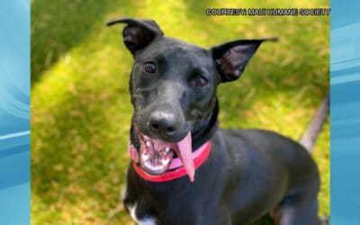 KHON2: Maui Humane Society Is Hosting a One-Day Adoption Event