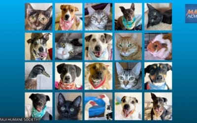 Maui Now: Maui Humane Society Hosts First Public Adoption Event in 18+ Months on Sept. 18