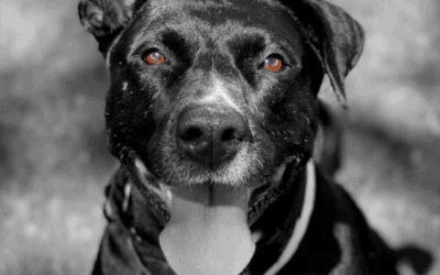 KHON2: Maui Humane Society Holding ‘Pick Your Price’ Adoption Special This Week