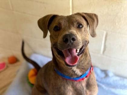 Dogs and cats at MHS need your help-seeking temporary homes